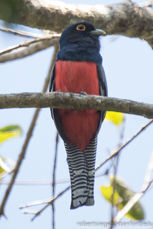 trogon